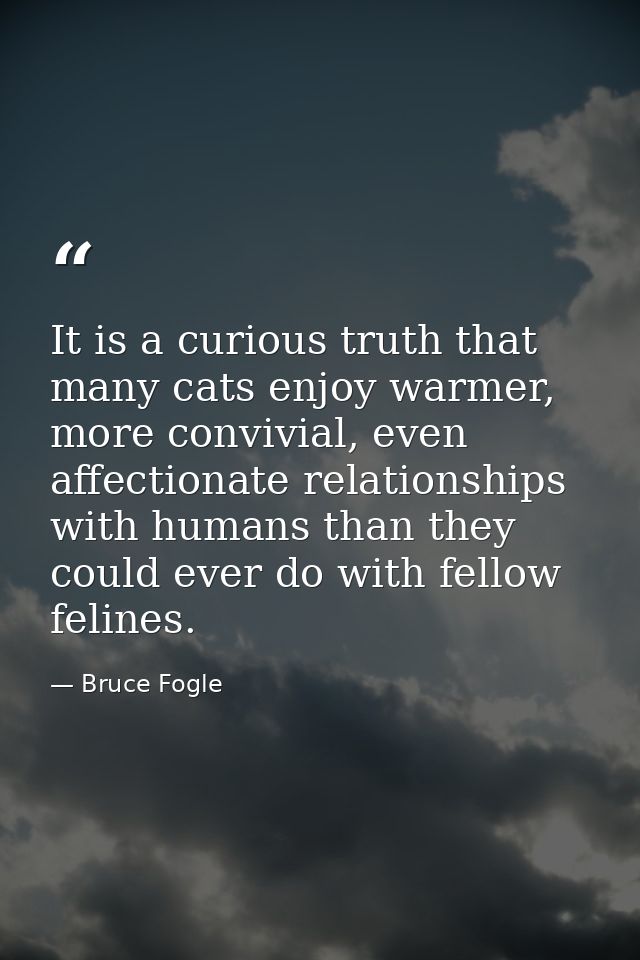It is a curious truth that many cats enjoy warmer, more convivial, even affectionate relationships with humans than they — Bruce Fogle
