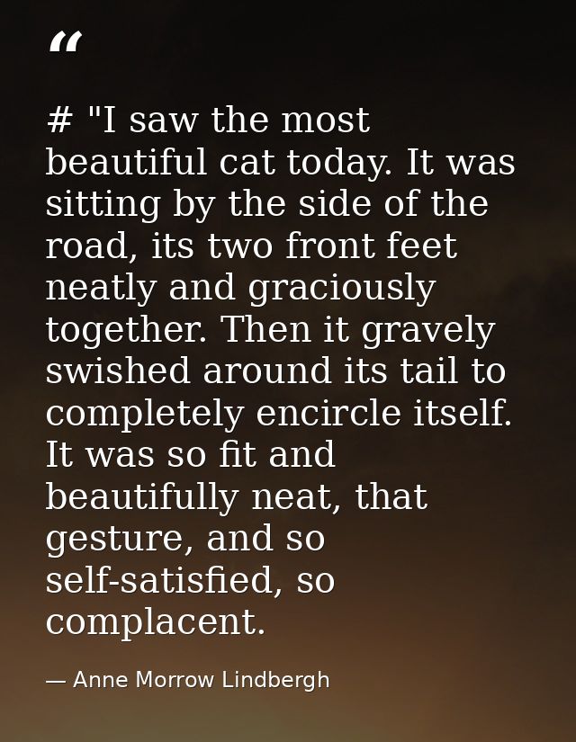 # "I saw the most beautiful cat today. It was sitting by the side of the road, its two front feet neatly and graciously  — Anne Morrow Lindbergh