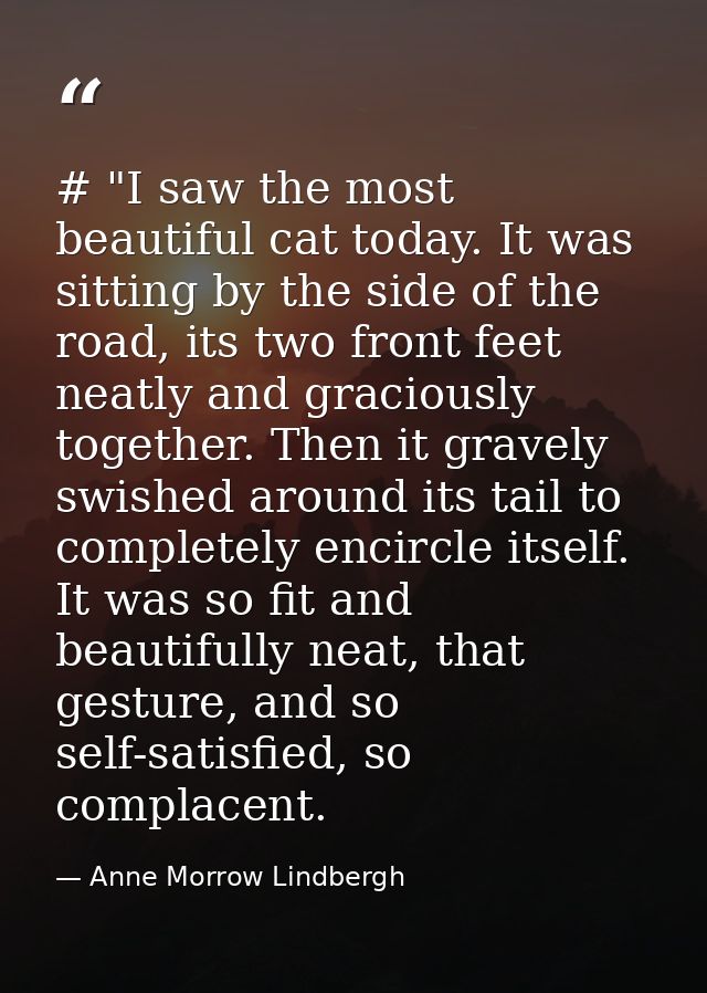 # "I saw the most beautiful cat today. It was sitting by the side of the road, its two front feet neatly and graciously  — Anne Morrow Lindbergh
