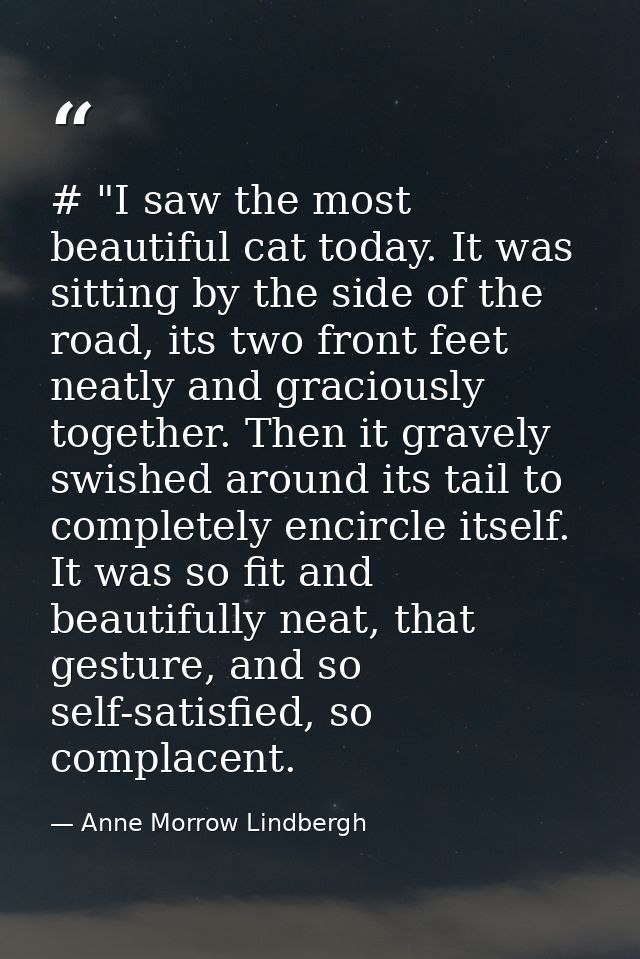 # "I saw the most beautiful cat today. It was sitting by the side of the road, its two front feet neatly and graciously  — Anne Morrow Lindbergh