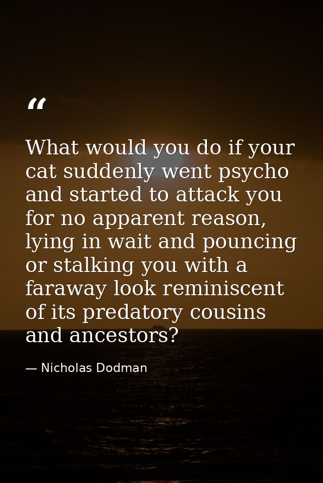 What would you do if your cat suddenly went psycho and started to attack you for no apparent reason, lying in wait and p — Nicholas Dodman