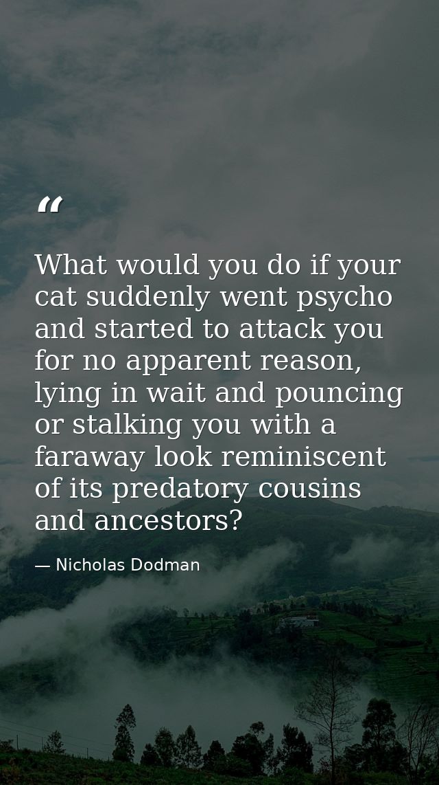What would you do if your cat suddenly went psycho and started to attack you for no apparent reason, lying in wait and p — Nicholas Dodman
