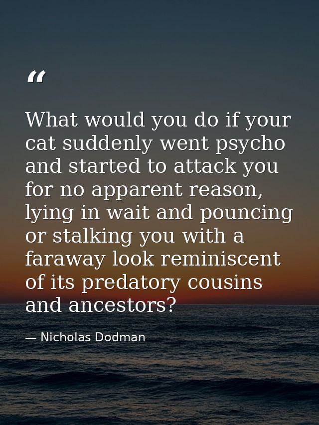 What would you do if your cat suddenly went psycho and started to attack you for no apparent reason, lying in wait and p — Nicholas Dodman