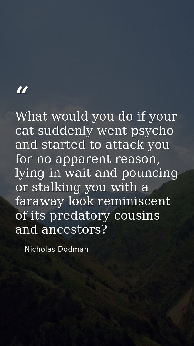 What would you do if your cat suddenly went psycho and started to attack you for no apparent reason, lying in wait and p — Nicholas Dodman