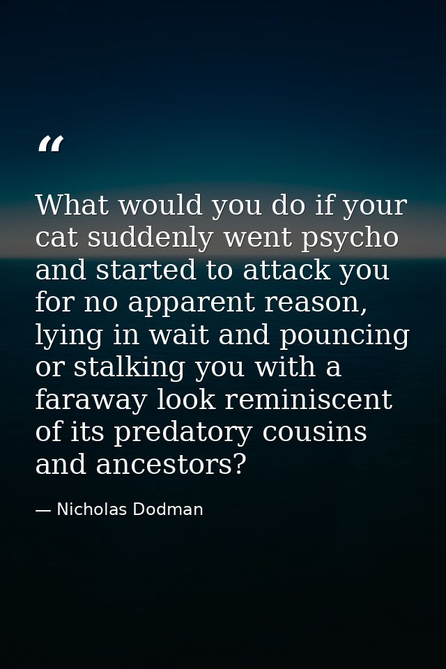 What would you do if your cat suddenly went psycho and started to attack you for no apparent reason, lying in wait and p — Nicholas Dodman