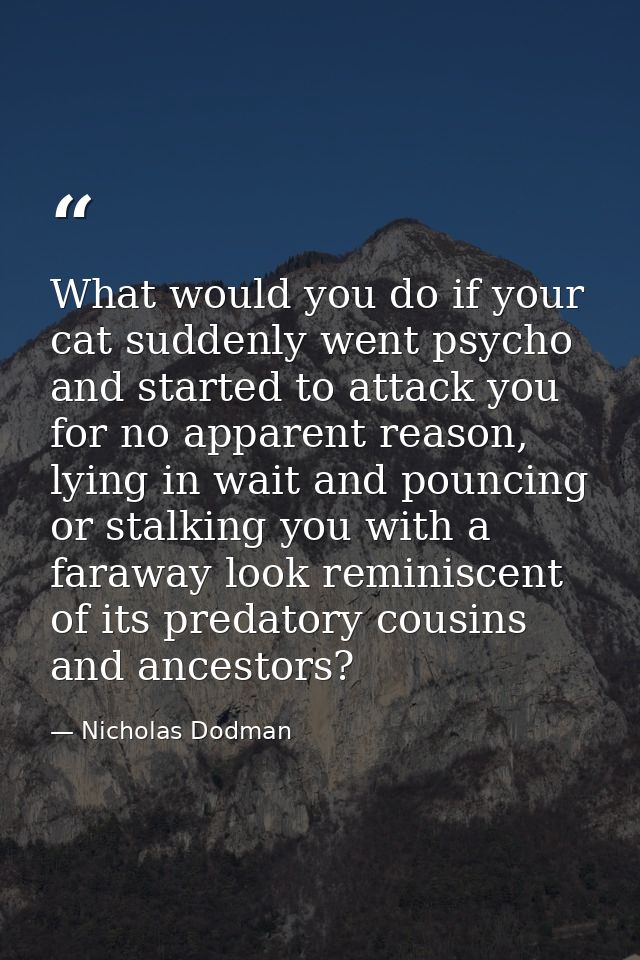 What would you do if your cat suddenly went psycho and started to attack you for no apparent reason, lying in wait and p — Nicholas Dodman