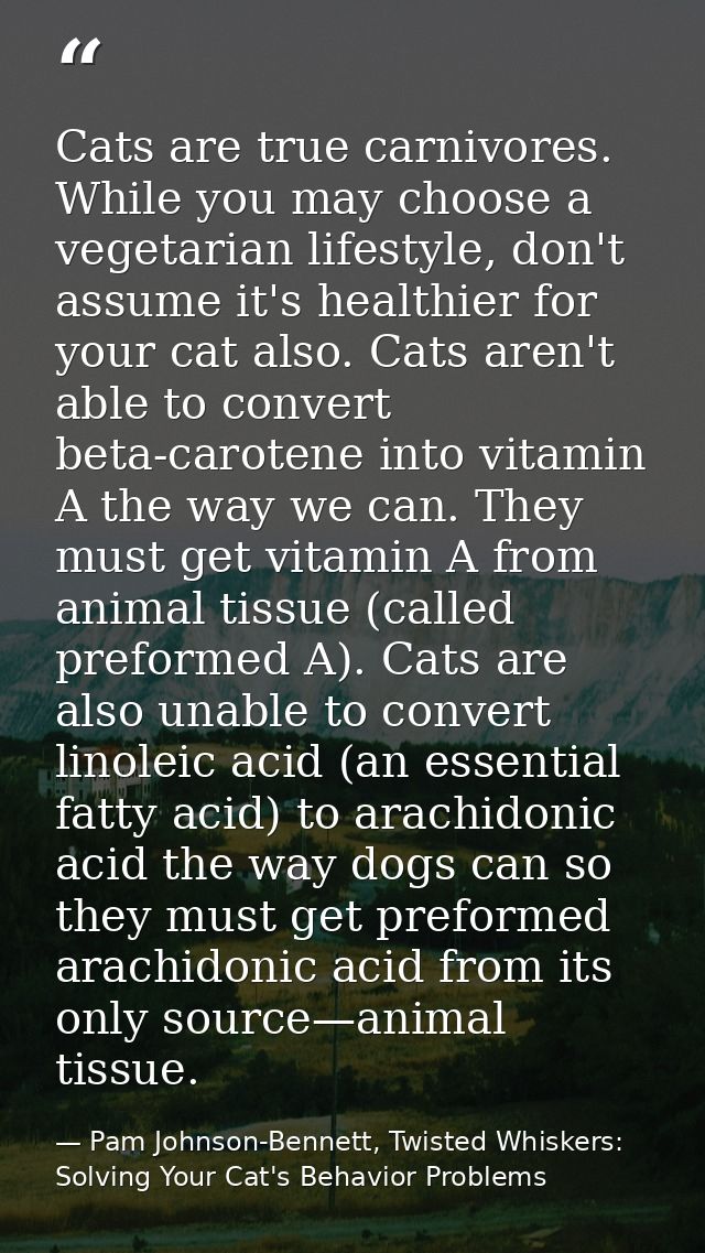 Cats are true carnivores. While you may choose a vegetarian lifestyle, don't assume it's healthier for your cat also. Ca — Pam Johnson-Bennett, Twisted Whiskers: Solving Your Cat's Behavior Problems