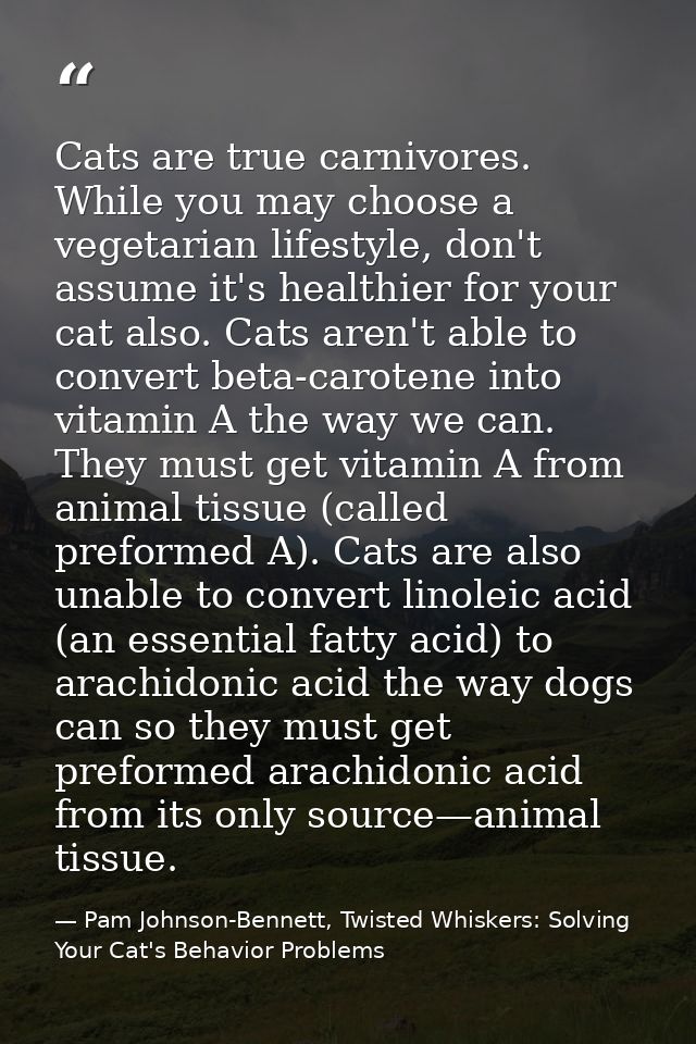 Cats are true carnivores. While you may choose a vegetarian lifestyle, don't assume it's healthier for your cat also. Ca — Pam Johnson-Bennett, Twisted Whiskers: Solving Your Cat's Behavior Problems