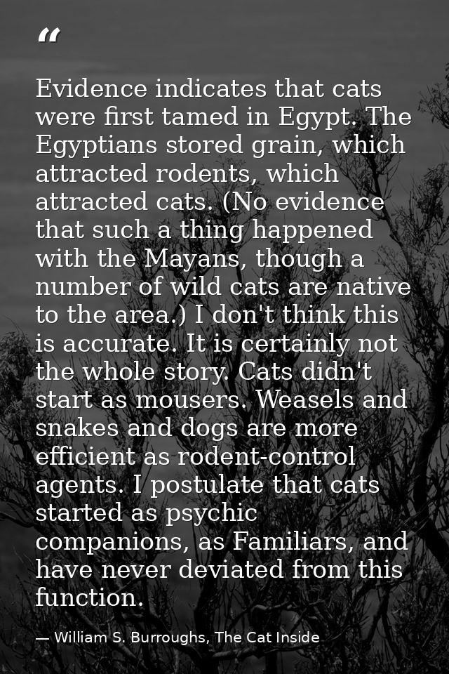 Evidence indicates that cats were first tamed in Egypt. The Egyptians stored grain, which attracted rodents, which attra — William S. Burroughs, The Cat Inside