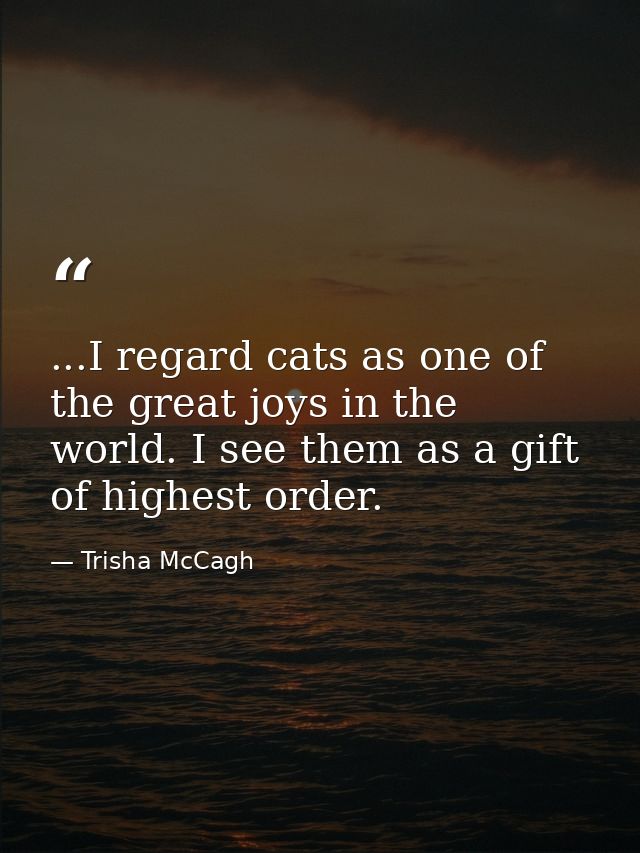 ...I regard cats as one of the great joys in the world. I see them as a gift of highest order. — Trisha McCagh