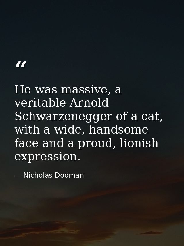 He was massive, a veritable Arnold Schwarzenegger of a cat, with a wide, handsome face and a proud, lionish expression. — Nicholas Dodman
