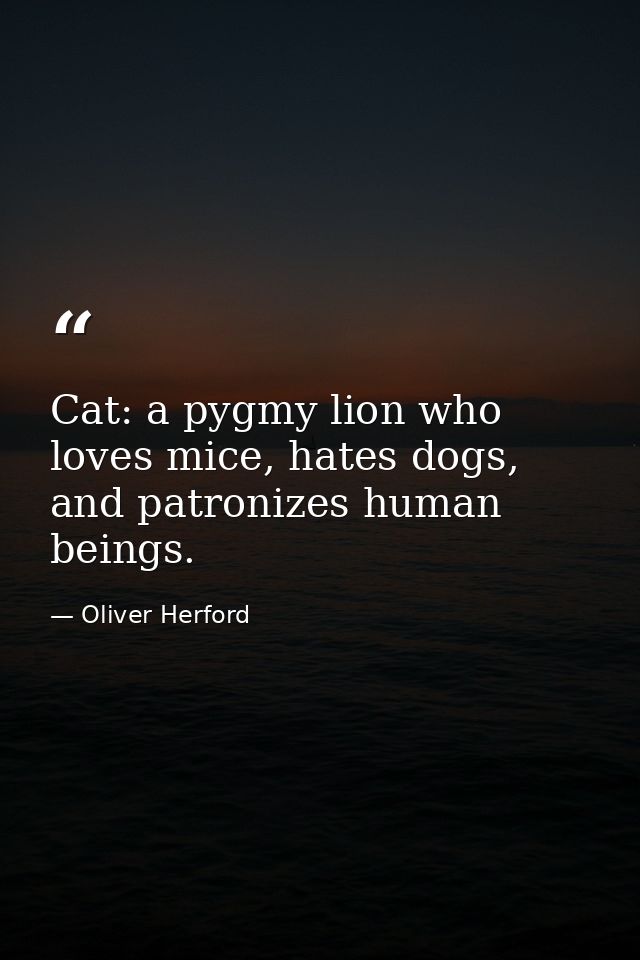 Cat: a pygmy lion who loves mice, hates dogs, and patronizes human beings. — Oliver Herford