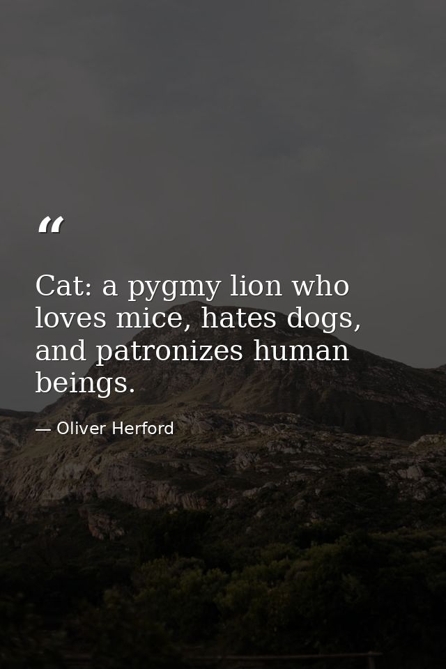 Cat: a pygmy lion who loves mice, hates dogs, and patronizes human beings. — Oliver Herford