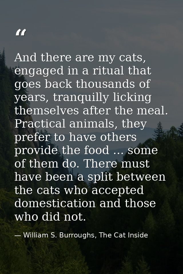 And there are my cats, engaged in a ritual that goes back thousands of years, tranquilly licking themselves after the me — William S. Burroughs, The Cat Inside