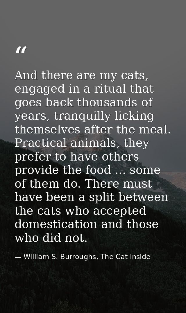 And there are my cats, engaged in a ritual that goes back thousands of years, tranquilly licking themselves after the me — William S. Burroughs, The Cat Inside