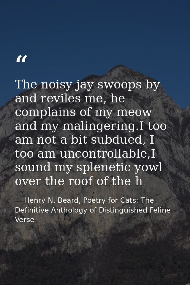 The noisy jay swoops by and reviles me, he complains of my meow and my malingering.I too am not a bit subdued, I too am  — Henry N. Beard, Poetry for Cats: The Definitive Anthology of Distinguished Feline Verse