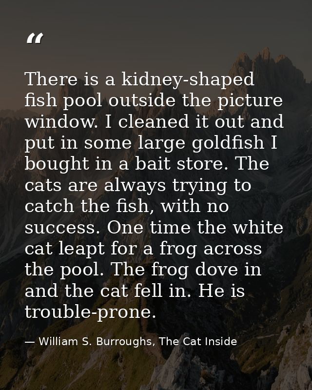 There is a kidney-shaped fish pool outside the picture window. I cleaned it out and put in some large goldfish I bought  — William S. Burroughs, The Cat Inside