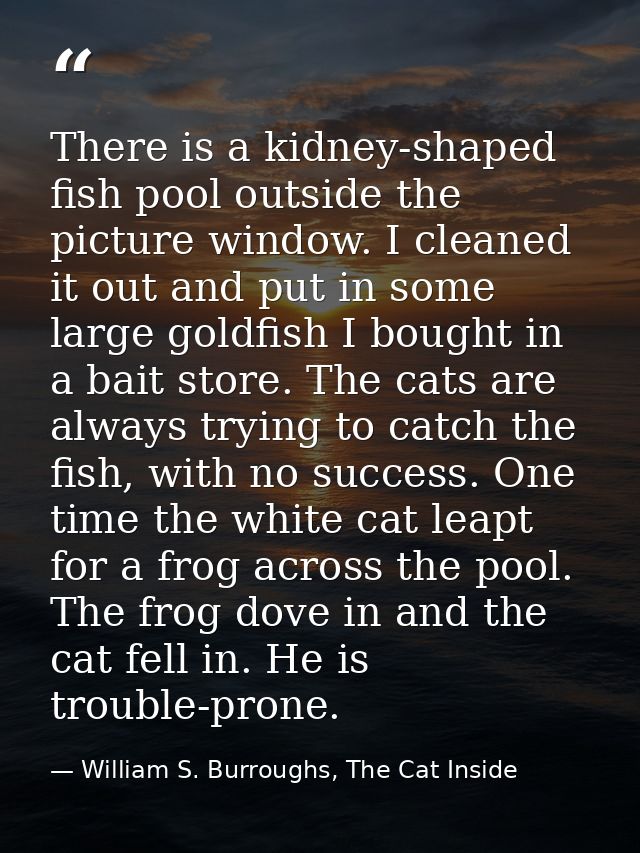 There is a kidney-shaped fish pool outside the picture window. I cleaned it out and put in some large goldfish I bought  — William S. Burroughs, The Cat Inside