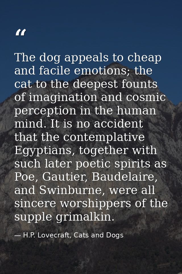 The dog appeals to cheap and facile emotions; the cat to the deepest founts of imagination and cosmic perception in the  — H.P. Lovecraft, Cats and Dogs