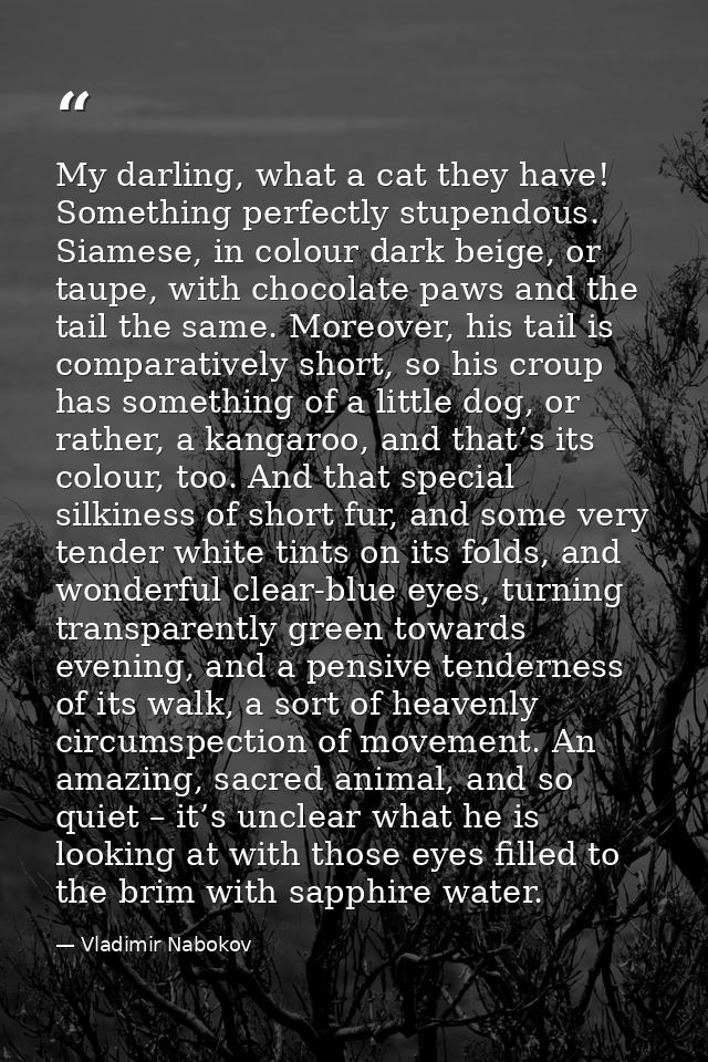 My darling, what a cat they have! Something perfectly stupendous. Siamese, in colour dark beige, or taupe, with chocolat — Vladimir Nabokov