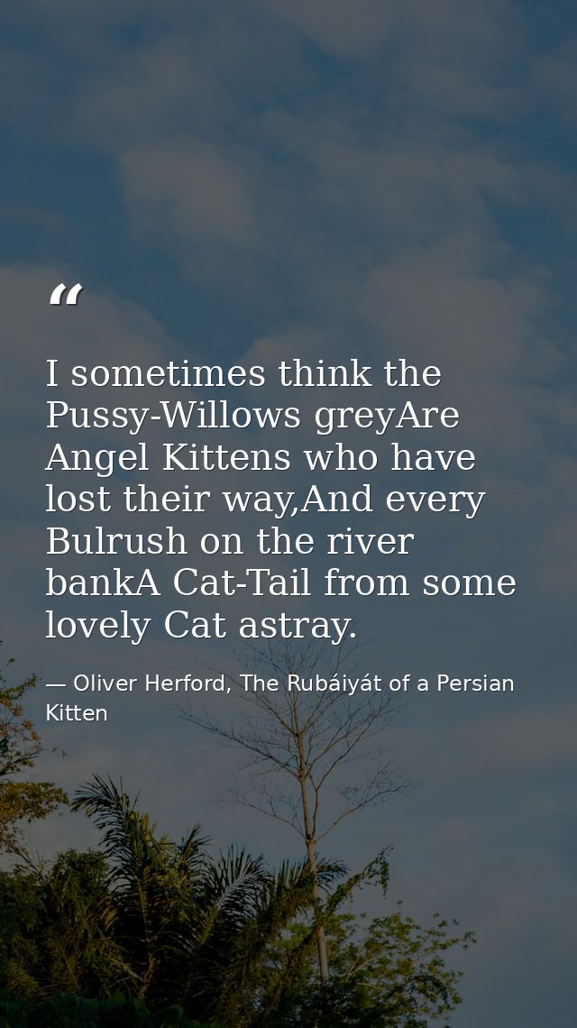 I sometimes think the Pussy-Willows greyAre Angel Kittens who have lost their way,And every Bulrush on the river bankA C — Oliver Herford, The Rubáiyát of a Persian Kitten