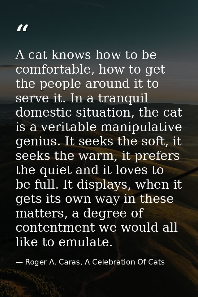 A cat knows how to be comfortable, how to get the people around it to serve it. In a tranquil domestic situation, the ca — Roger A. Caras, A Celebration Of Cats