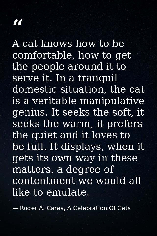 A cat knows how to be comfortable, how to get the people around it to serve it. In a tranquil domestic situation, the ca — Roger A. Caras, A Celebration Of Cats