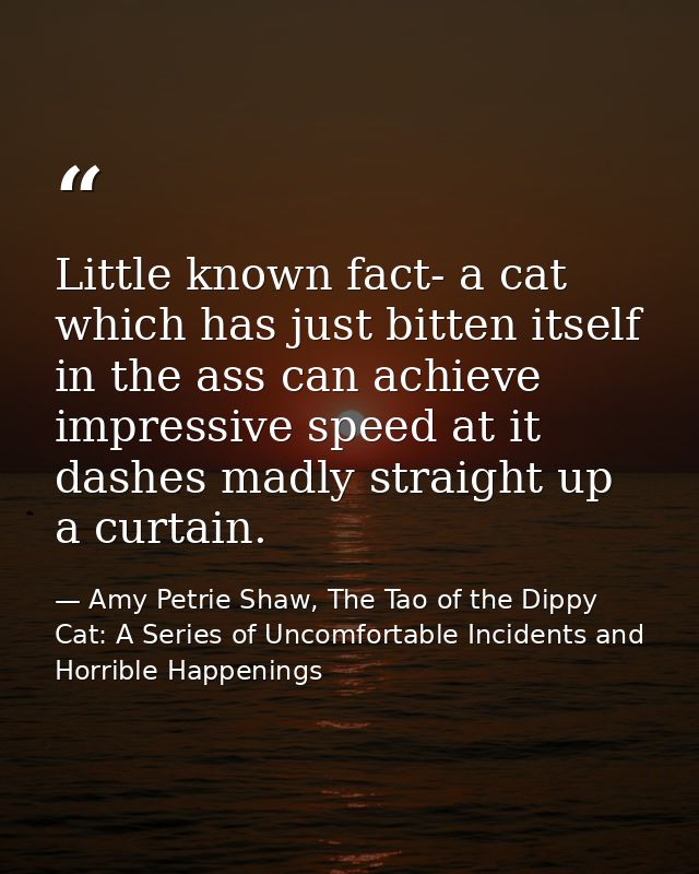 Little known fact- a cat which has just bitten itself in the ass can achieve impressive speed at it dashes madly straigh — Amy Petrie Shaw, The Tao of the Dippy Cat: A Series of Uncomfortable Incidents and Horrible Happenings