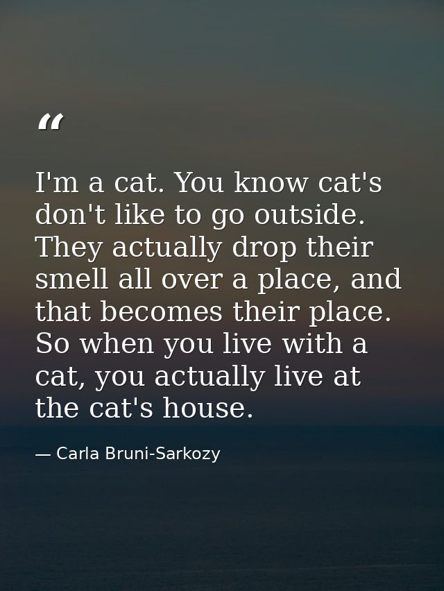 I'm a cat. You know cat's don't like to go outside. They actually drop their smell all over a place, and that becomes th — Carla Bruni-Sarkozy