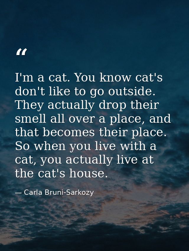 I'm a cat. You know cat's don't like to go outside. They actually drop their smell all over a place, and that becomes th — Carla Bruni-Sarkozy