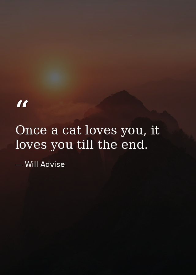 Once a cat loves you, it loves you till the end. — Will Advise