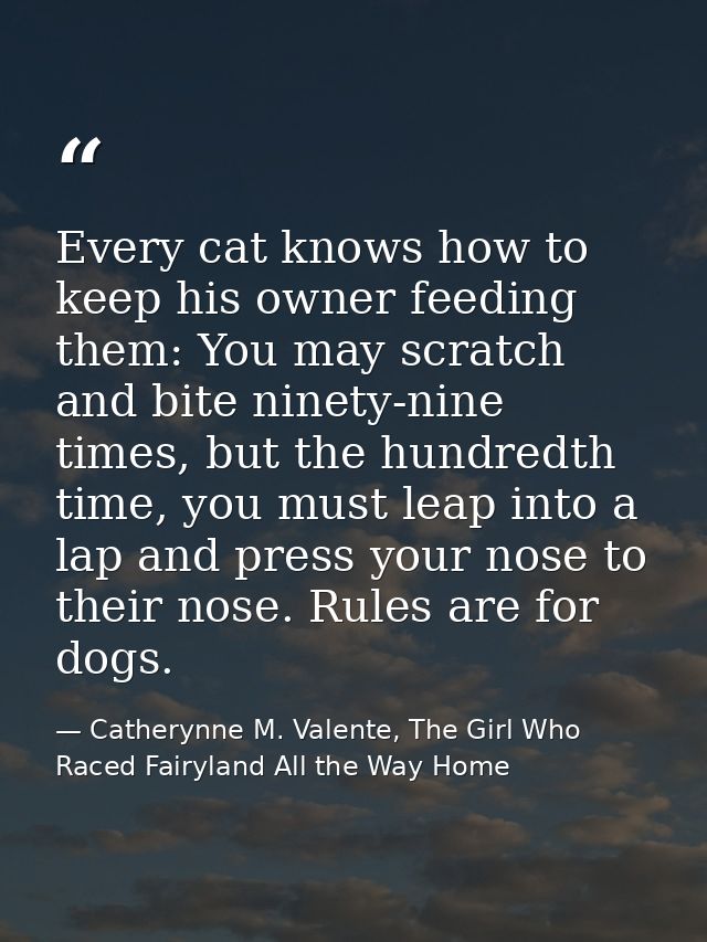 Every cat knows how to keep his owner feeding them: You may scratch and bite ninety-nine times, but the hundredth time,  — Catherynne M. Valente, The Girl Who Raced Fairyland All the Way Home