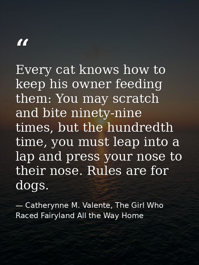 Every cat knows how to keep his owner feeding them: You may scratch and bite ninety-nine times, but the hundredth time,  — Catherynne M. Valente, The Girl Who Raced Fairyland All the Way Home