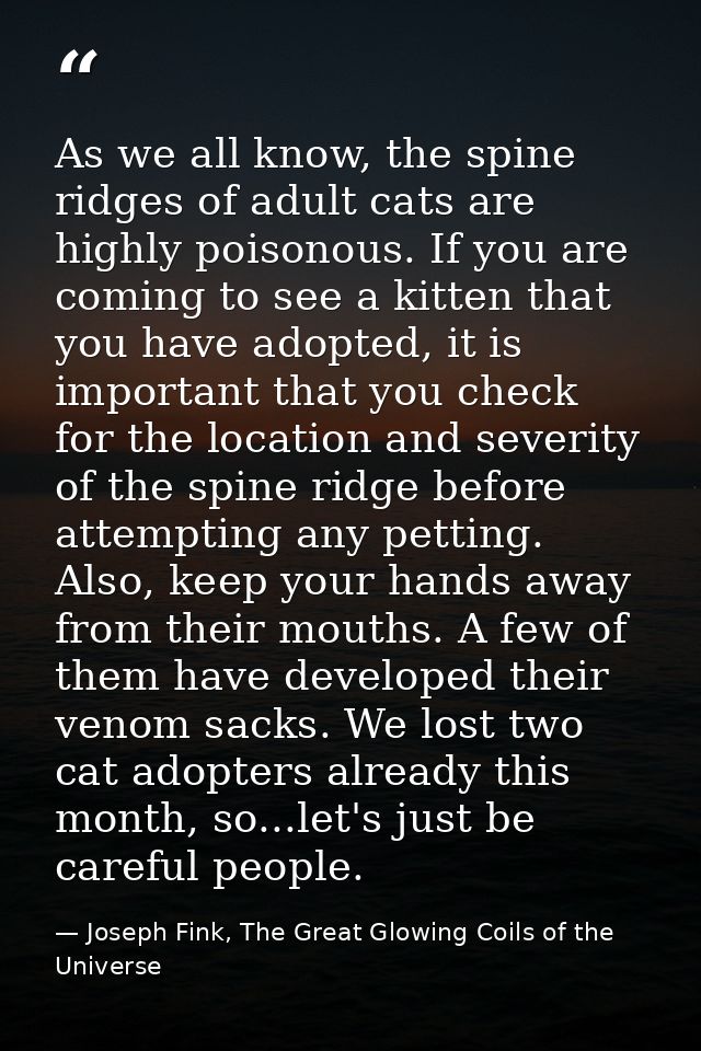 As we all know, the spine ridges of adult cats are highly poisonous. If you are coming to see a kitten that you have ado — Joseph Fink, The Great Glowing Coils of the Universe