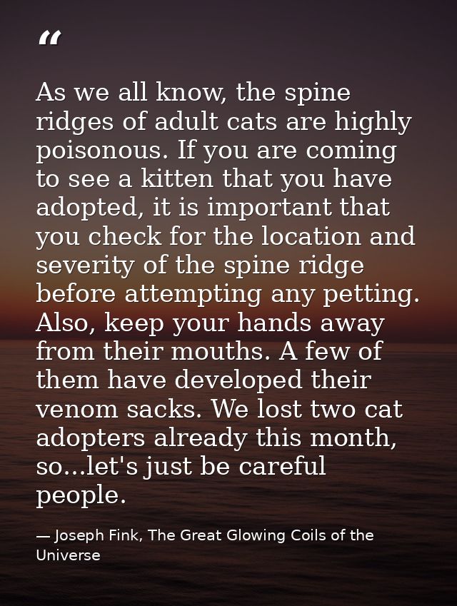 As we all know, the spine ridges of adult cats are highly poisonous. If you are coming to see a kitten that you have ado — Joseph Fink, The Great Glowing Coils of the Universe