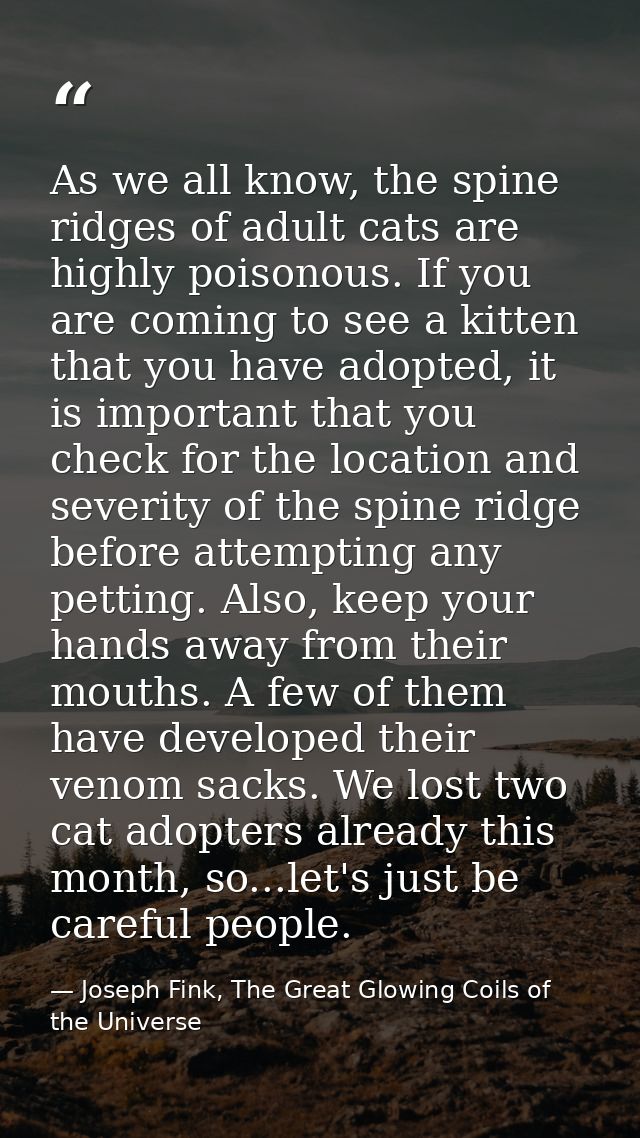 As we all know, the spine ridges of adult cats are highly poisonous. If you are coming to see a kitten that you have ado — Joseph Fink, The Great Glowing Coils of the Universe