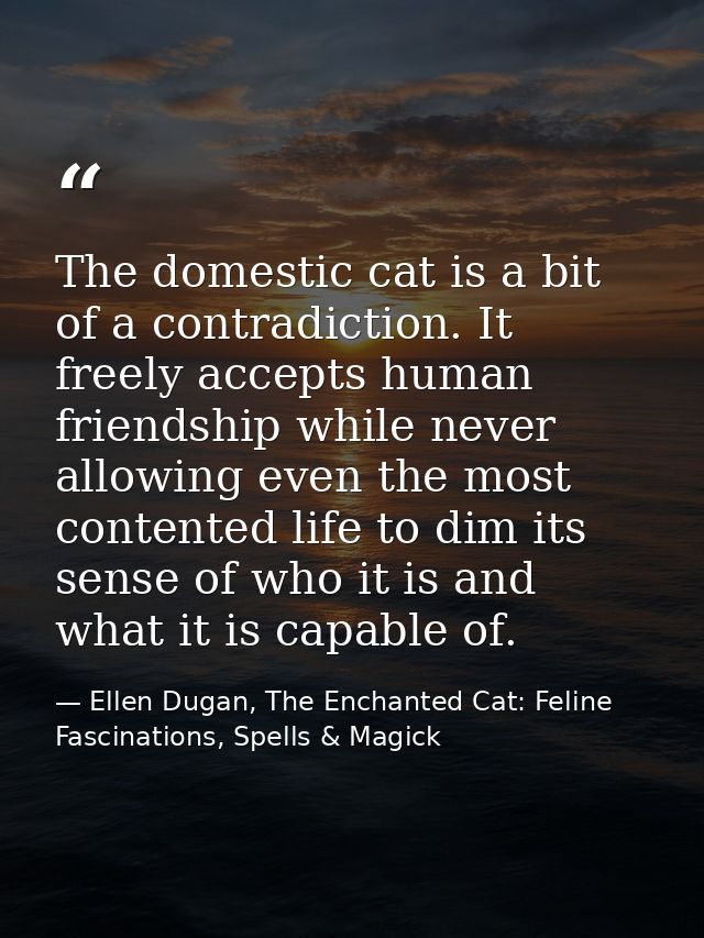The domestic cat is a bit of a contradiction. It freely accepts human friendship while never allowing even the most cont — Ellen Dugan, The Enchanted Cat: Feline Fascinations, Spells & Magick
