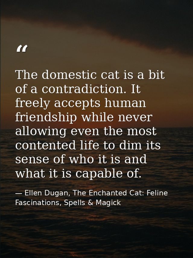 The domestic cat is a bit of a contradiction. It freely accepts human friendship while never allowing even the most cont — Ellen Dugan, The Enchanted Cat: Feline Fascinations, Spells & Magick