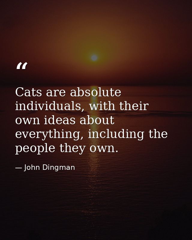 Cats are absolute individuals, with their own ideas about everything, including the people they own. — John Dingman