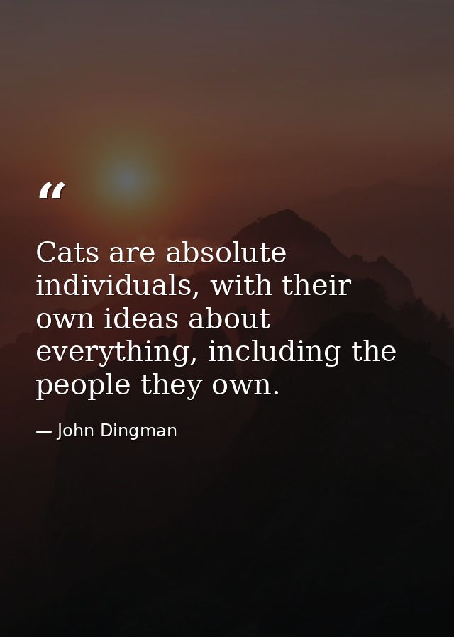 Cats are absolute individuals, with their own ideas about everything, including the people they own. — John Dingman