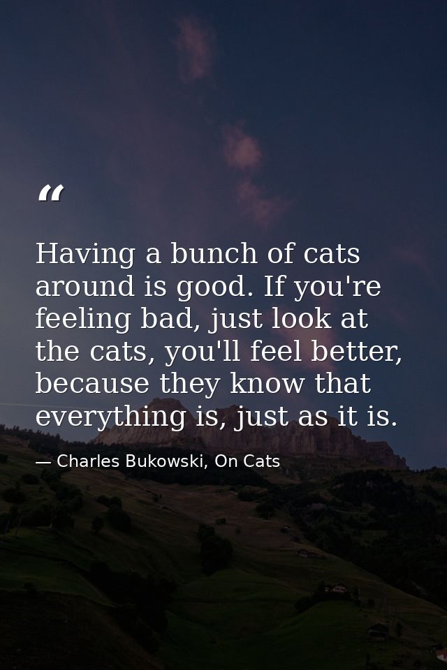 Having a bunch of cats around is good. If you're feeling bad, just look at the cats, you'll feel better, because they kn — Charles Bukowski, On Cats