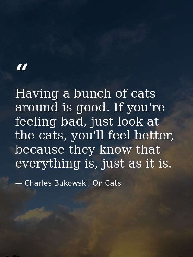 Having a bunch of cats around is good. If you're feeling bad, just look at the cats, you'll feel better, because they kn — Charles Bukowski, On Cats