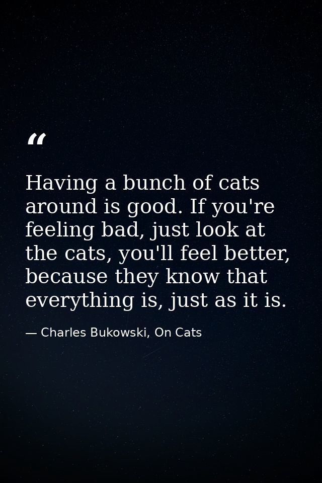 Having a bunch of cats around is good. If you're feeling bad, just look at the cats, you'll feel better, because they kn — Charles Bukowski, On Cats