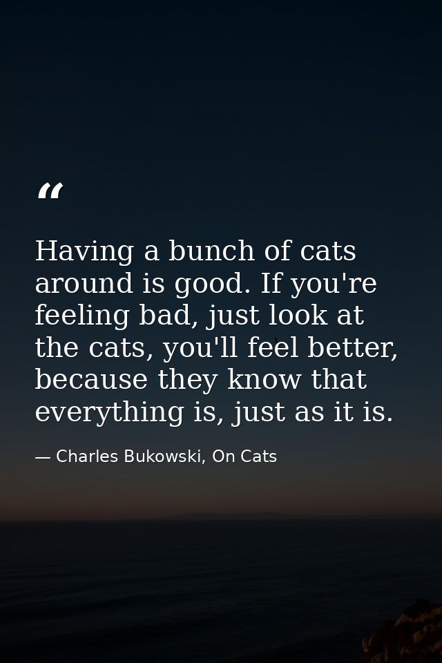 Having a bunch of cats around is good. If you're feeling bad, just look at the cats, you'll feel better, because they kn — Charles Bukowski, On Cats