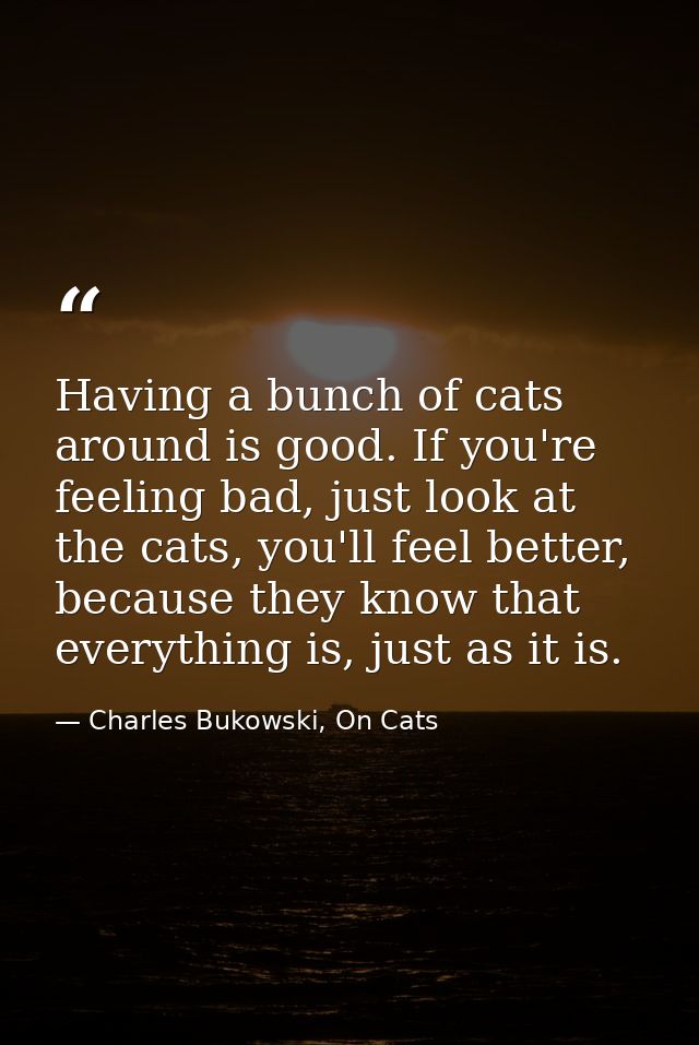 Having a bunch of cats around is good. If you're feeling bad, just look at the cats, you'll feel better, because they kn — Charles Bukowski, On Cats