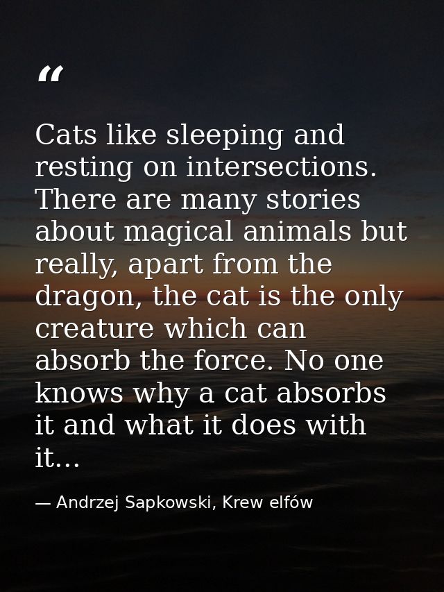 Cats like sleeping and resting on intersections. There are many stories about magical animals but really, apart from the — Andrzej Sapkowski, Krew elfów