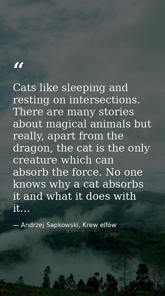 Cats like sleeping and resting on intersections. There are many stories about magical animals but really, apart from the — Andrzej Sapkowski, Krew elfów