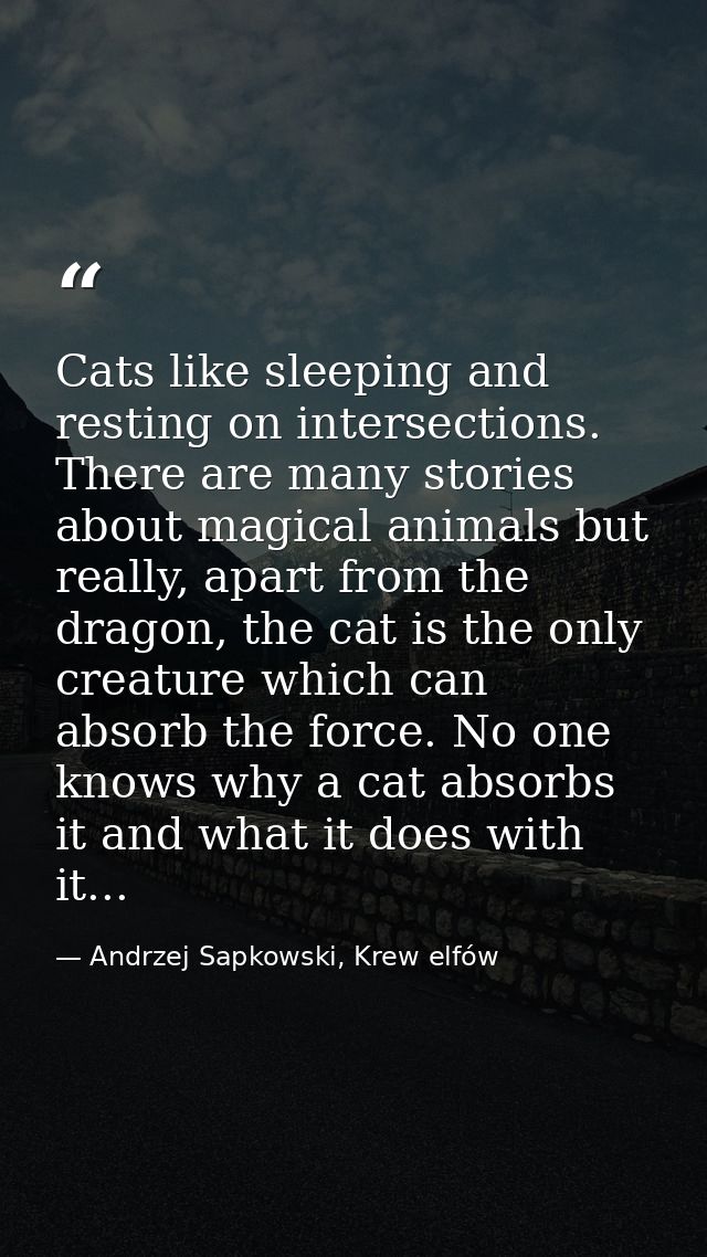 Cats like sleeping and resting on intersections. There are many stories about magical animals but really, apart from the — Andrzej Sapkowski, Krew elfów