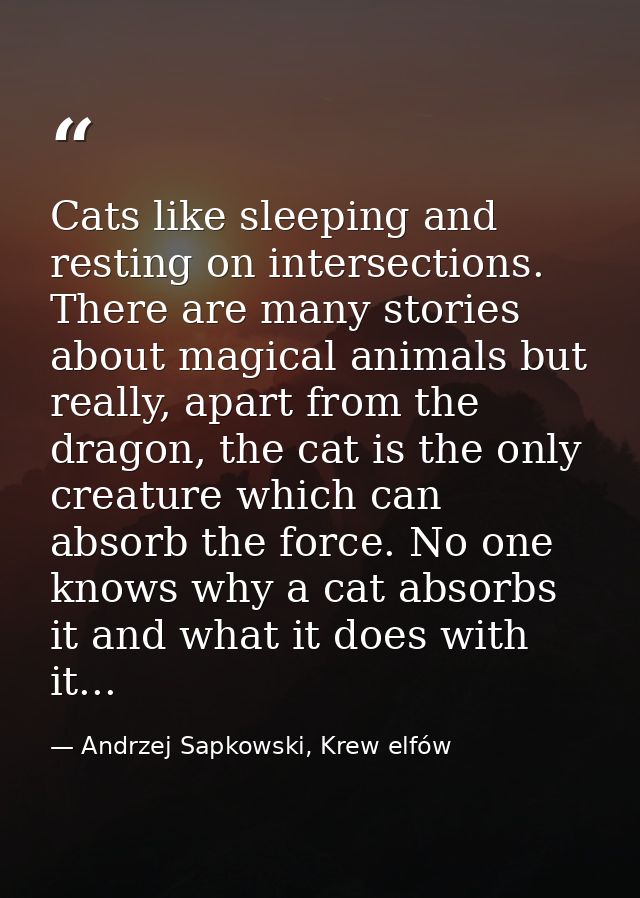 Cats like sleeping and resting on intersections. There are many stories about magical animals but really, apart from the — Andrzej Sapkowski, Krew elfów