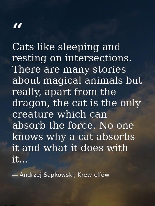 Cats like sleeping and resting on intersections. There are many stories about magical animals but really, apart from the — Andrzej Sapkowski, Krew elfów